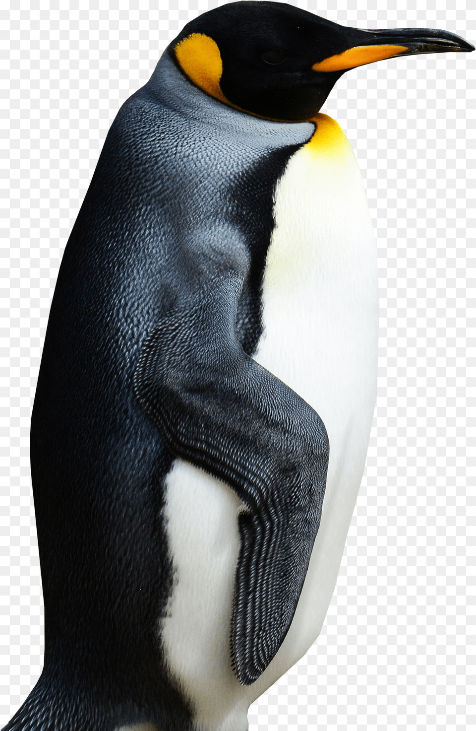 Penguin, Animal, Bird, King Penguin Png Image