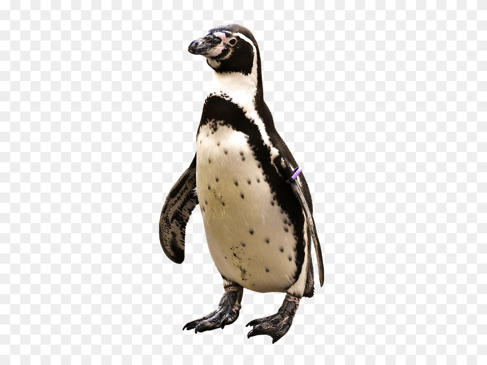 Penguin Animal, Bird Free Png Download