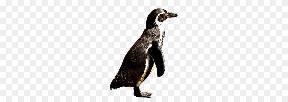 Penguin Animal, Bird Free Png Download