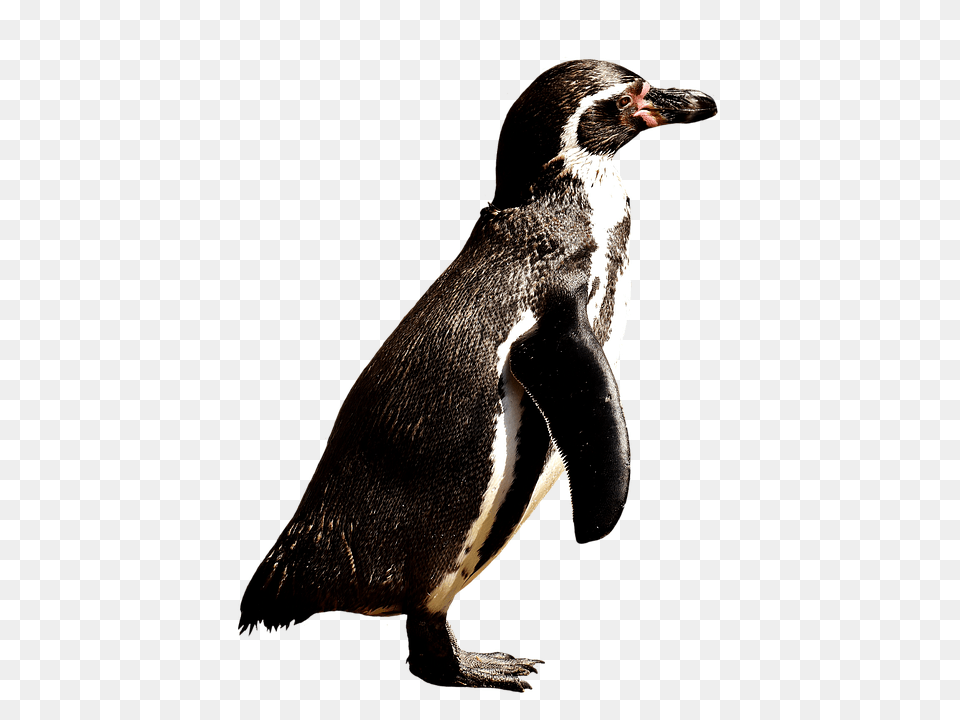 Penguin Animal, Bird Free Transparent Png