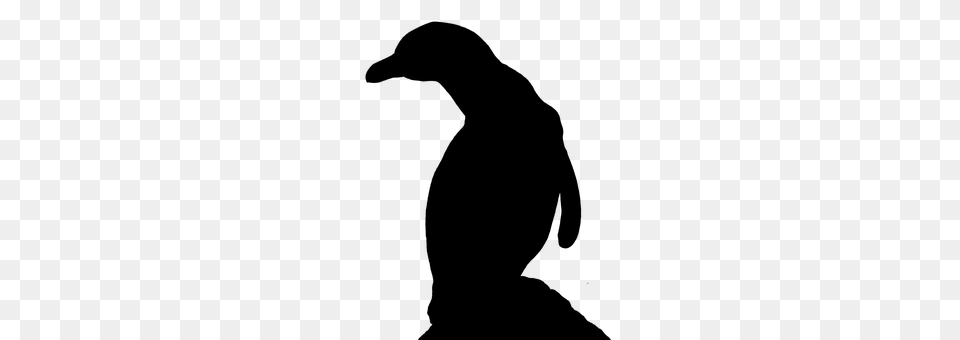 Penguin Gray Free Png