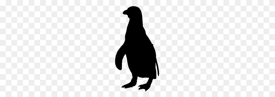 Penguin Gray Free Png Download