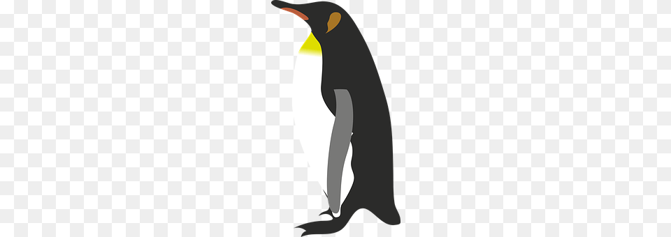 Penguin Animal, Bird, King Penguin, Person Free Png