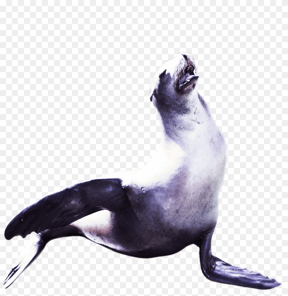 Penguin, Animal, Mammal, Sea Life, Sea Lion Free Transparent Png