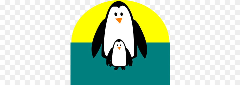 Penguin Animal, Bird Png Image