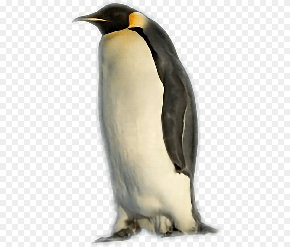 Penguin, Animal, Bird, King Penguin Free Png Download