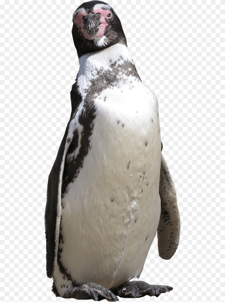 Penguin, Animal, Bird Free Png Download