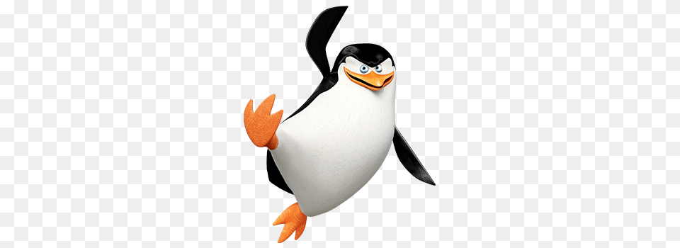 Penguin, Animal, Bird, Adult, Female Png Image