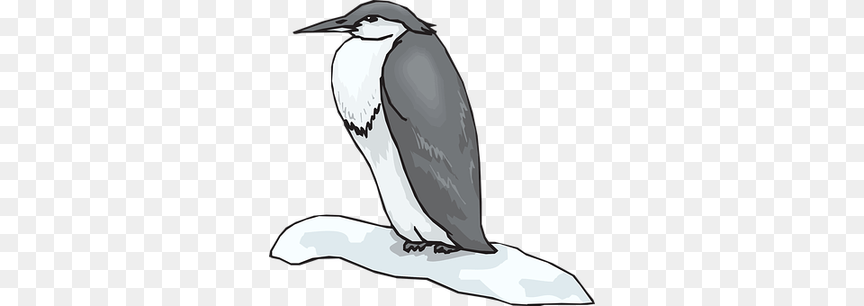 Penguin Animal, Beak, Bird, Adult Png
