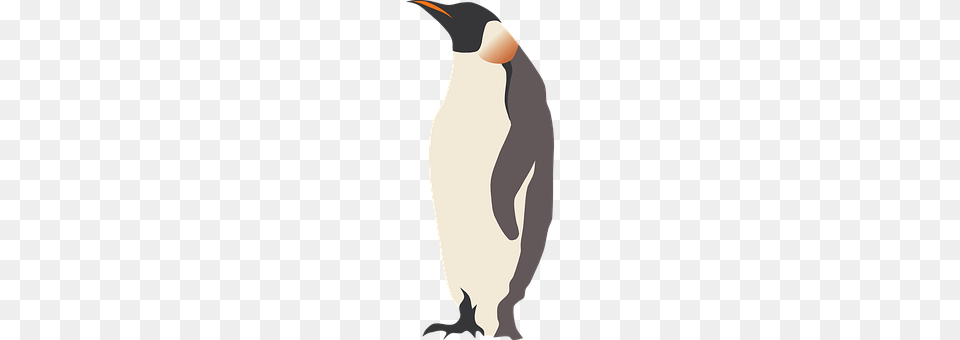 Penguin Animal, Bird, King Penguin, Bow Free Transparent Png