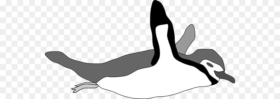 Penguin Animal, Bird, Goose, Waterfowl Png