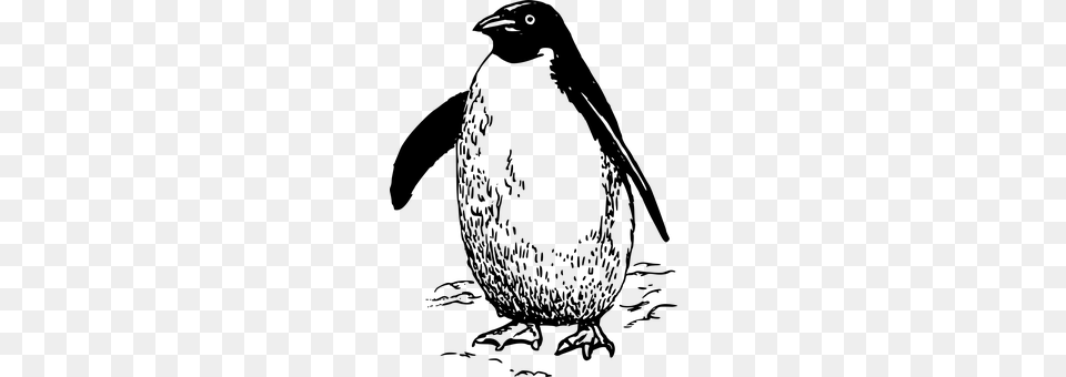 Penguin Gray Free Transparent Png