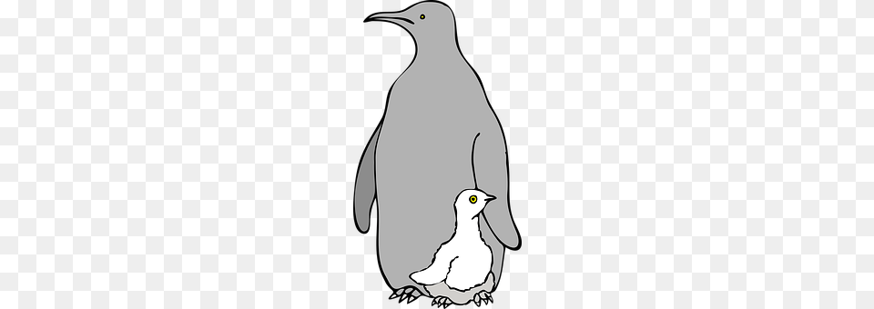 Penguin Animal, Bird Free Png Download
