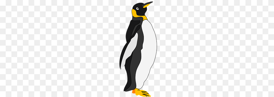 Penguin Animal, Bird, King Penguin Png Image