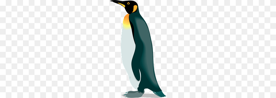 Penguin Animal, Bird, King Penguin, Person Free Png