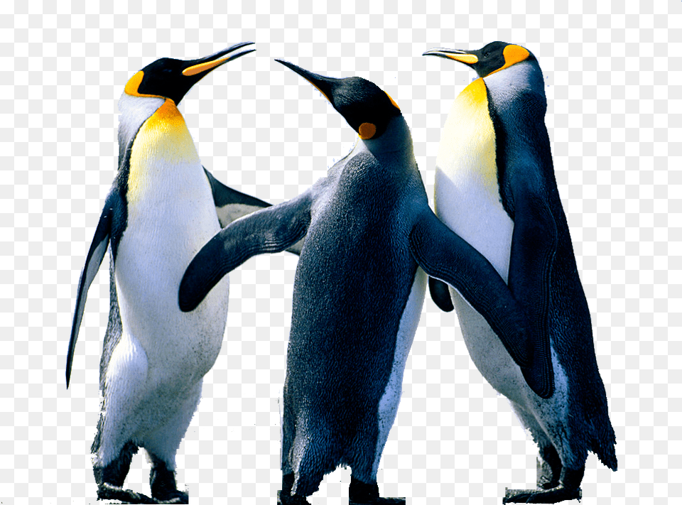 Penguin Background Image Penguins Pict Win, Animal, Bird, King Penguin Png