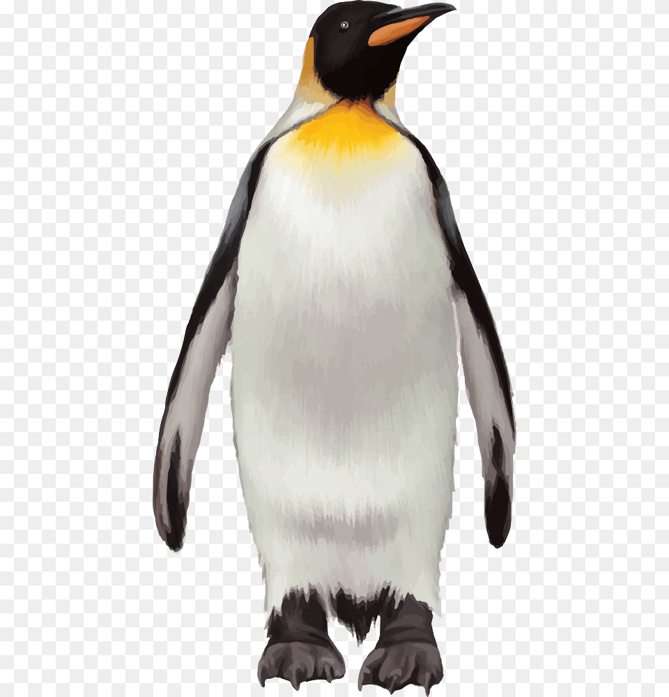 Penguin Background Penguin, Animal, Bird, King Penguin, Person Free Transparent Png