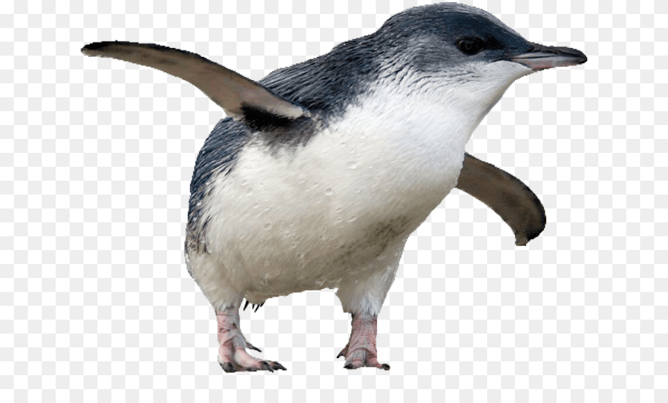 Penguin Bird Lovely Usewithcredit Adlie Penguin, Animal Free Transparent Png