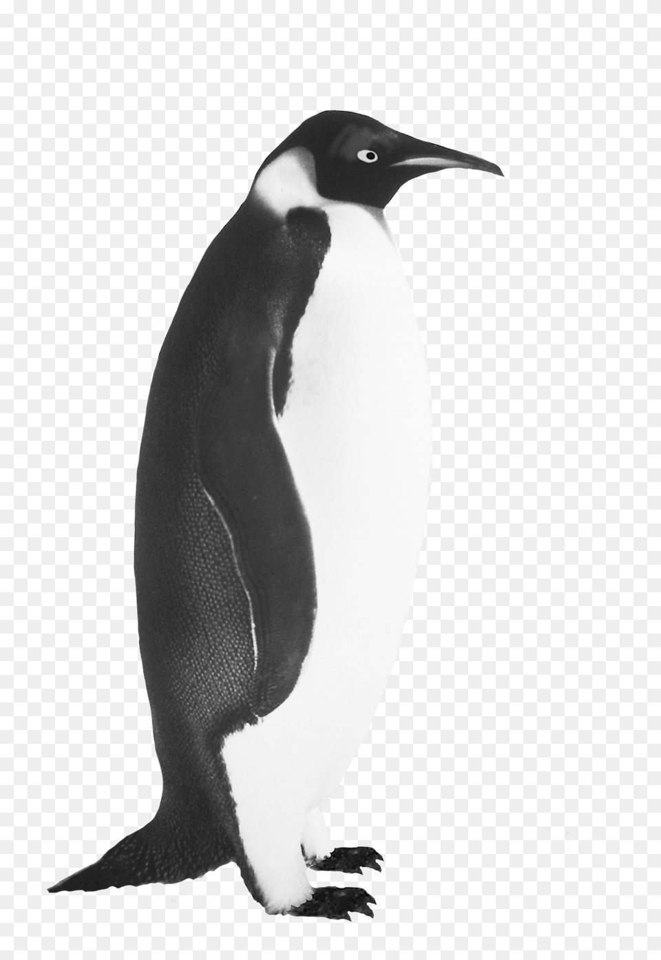 Penguin Clip Art Emperor Penguin Realistic Penguin Black And White, Animal, Bird Png