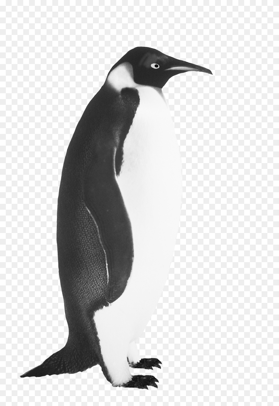 Penguin Clipart Vintage Realistic Penguin Black And White, Animal, Bird Free Transparent Png