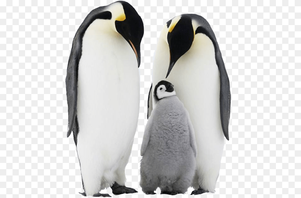 Penguin Download Father Mother Baby Animals, Animal, Bird, King Penguin Free Transparent Png