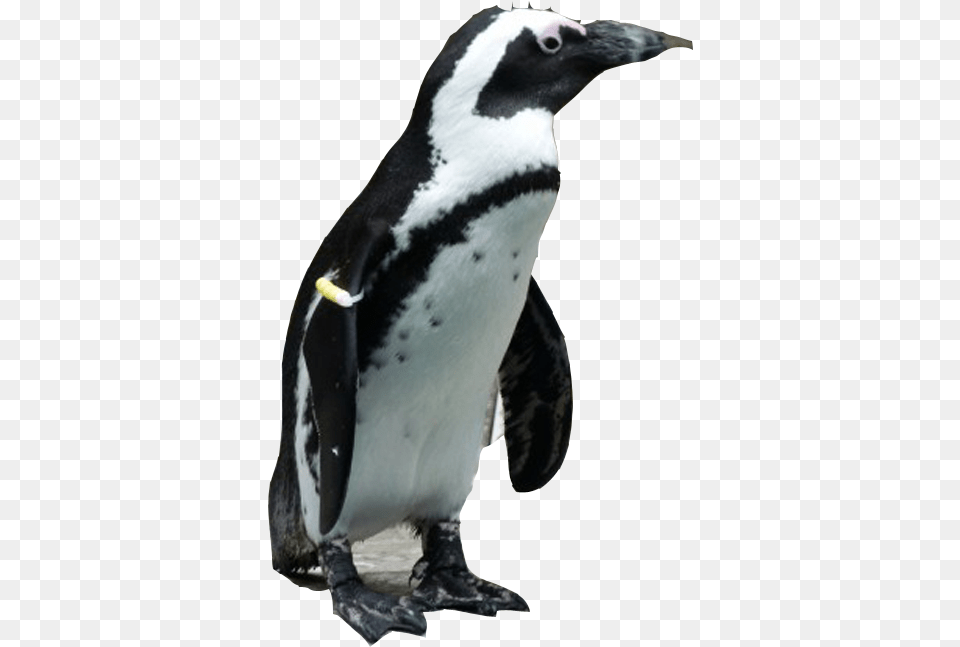 Penguin Image African Penguin Transparent Background, Animal, Bird Free Png Download