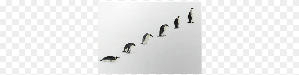 Penguin Evolution, Animal, Bird Free Transparent Png