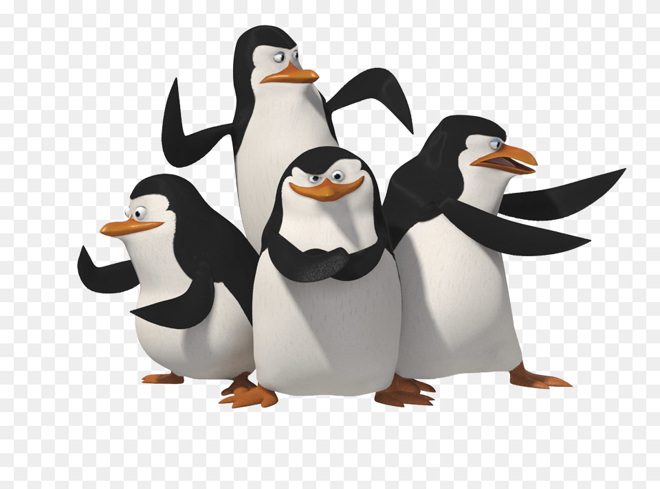 Penguin Group, Animal, Bird Free Png