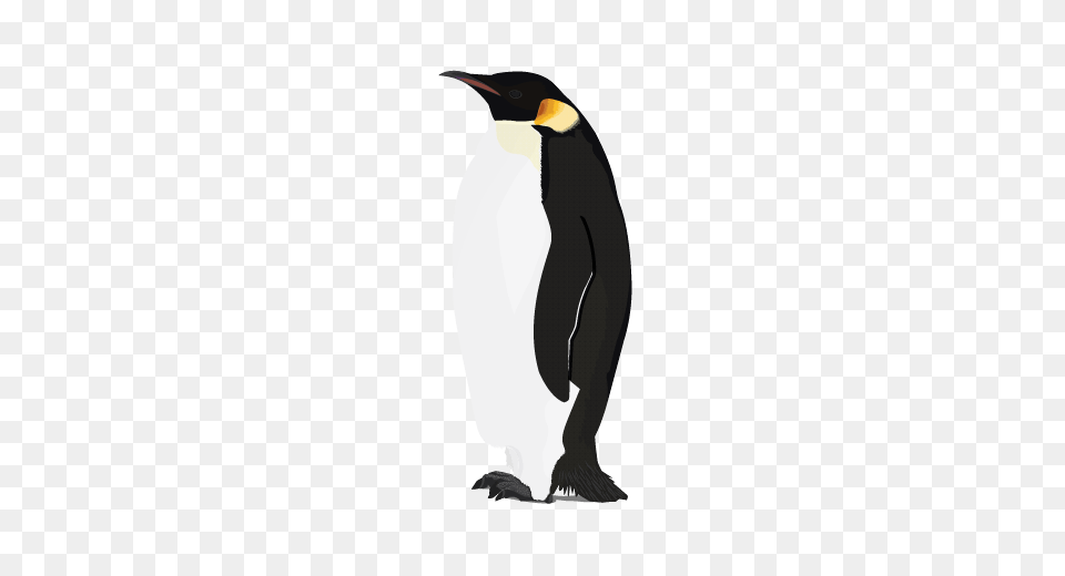 Penguin Image, Animal, Bird, King Penguin Free Transparent Png