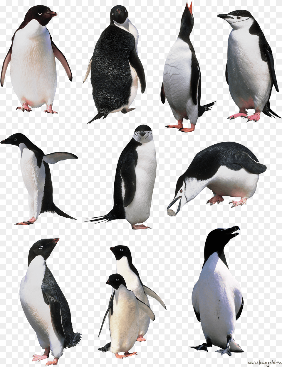 Penguin Image Background, Animal, Bird, Beak Png