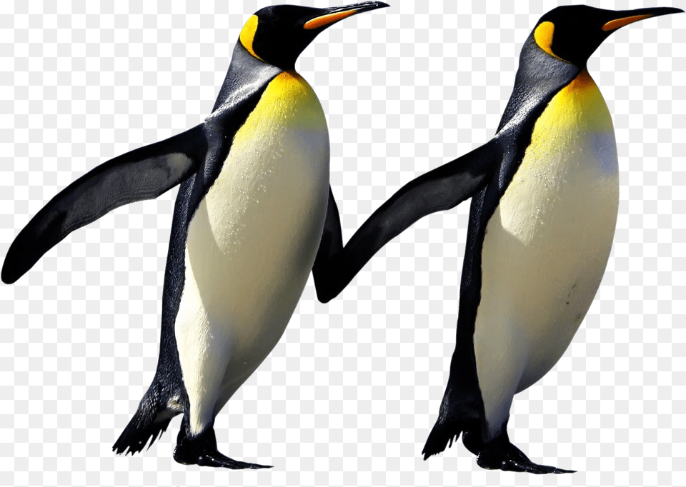 Penguin Images Penguins, Animal, Bird, King Penguin Free Png Download
