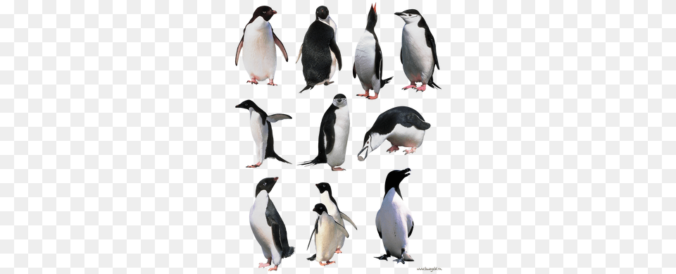 Penguin Penguins, Animal, Bird, Beak Free Png Download