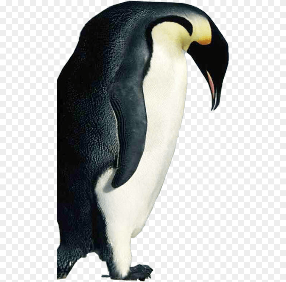 Penguin Penguins In Alaska, Animal, Bird, King Penguin Free Png Download