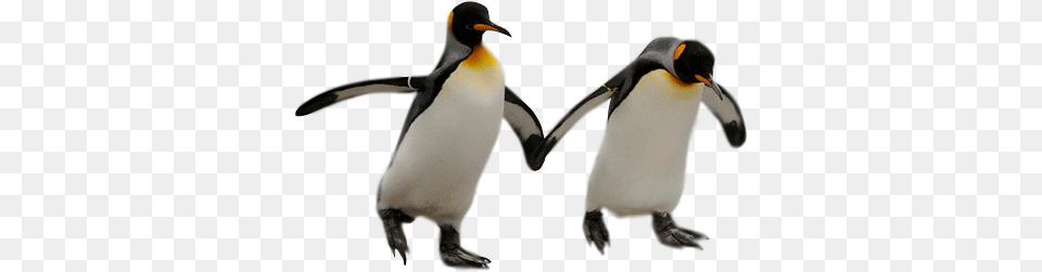 Penguin Penguins With No Background, Animal, Bird, King Penguin Free Transparent Png