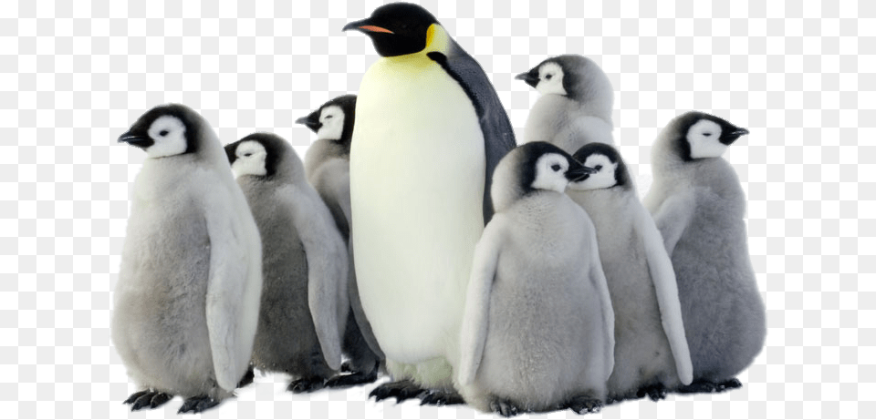 Penguin Pic Penguins, Animal, Bird, King Penguin Png