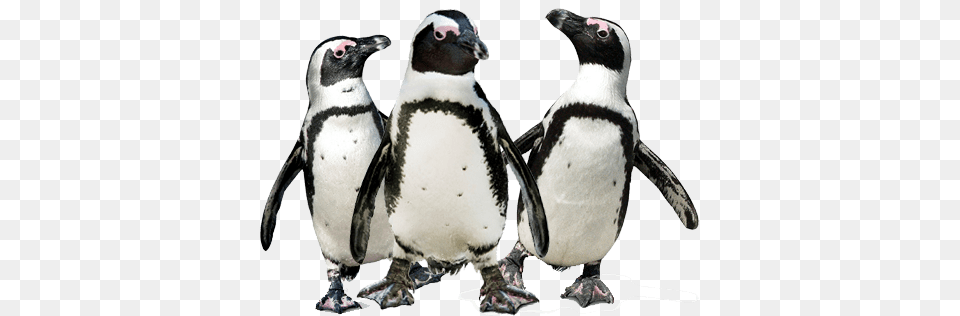 Penguin Trio, Animal, Bird Free Png Download