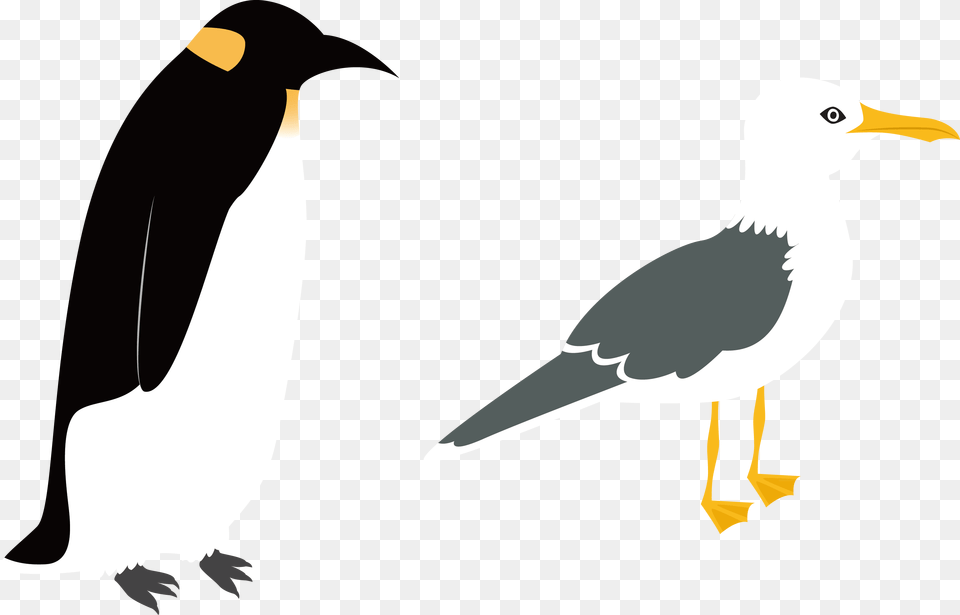 Penguin Vector Intermediate Egret Flat Illustration, Animal, Beak, Bird, Blackbird Free Png