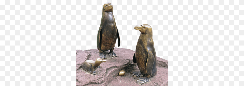 Penguins Animal, Mammal, Sea Life, Sea Lion Free Png Download