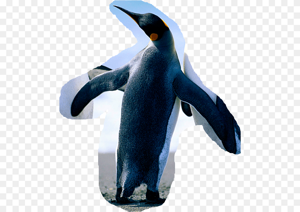 Penguins, Animal, Bird, Penguin, King Penguin Png