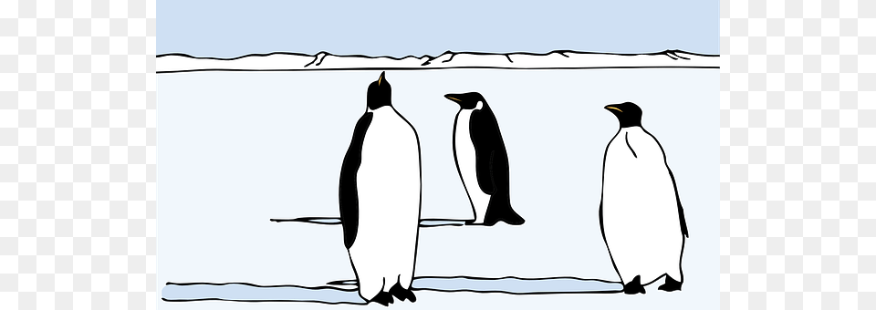 Penguins Animal, Bird, Penguin, King Penguin Png