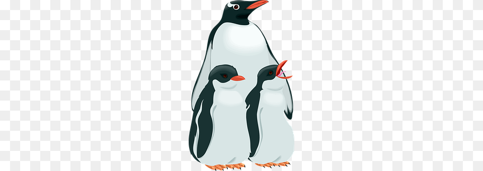 Penguins Animal, Bird, Penguin, Adult Png Image