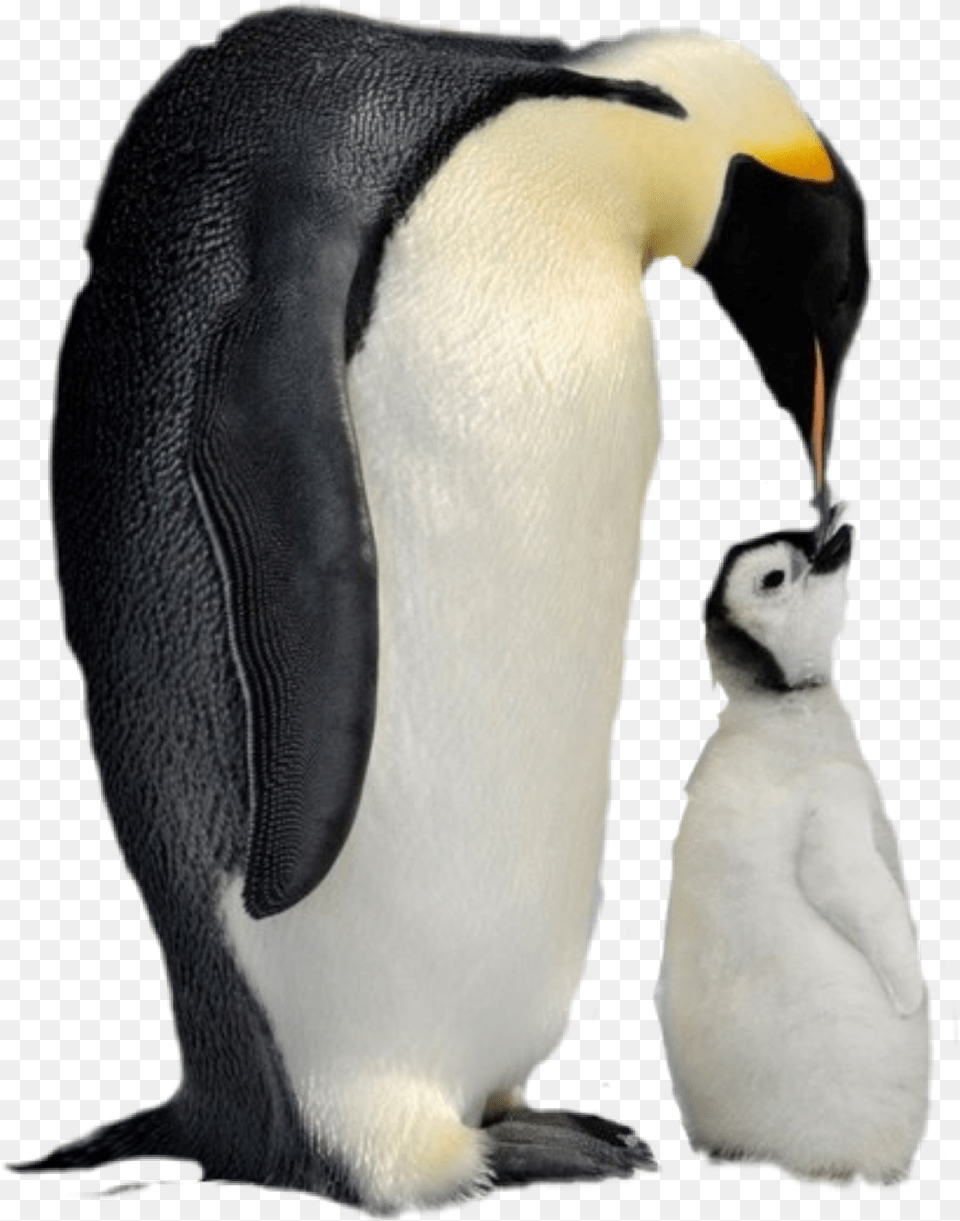 Penguins Emperor Penguin, Animal, Bird, King Penguin Free Png Download