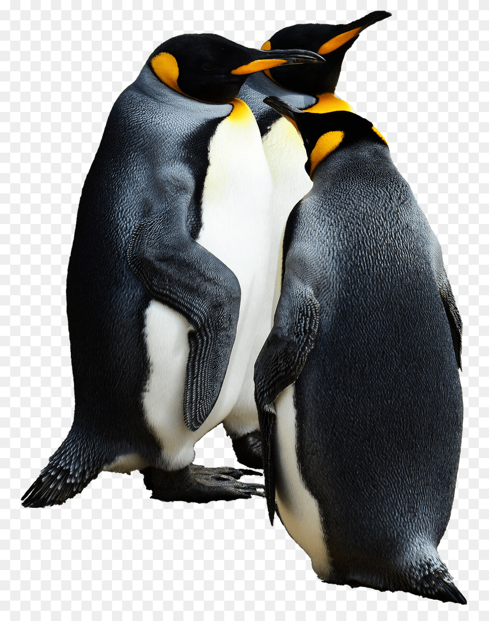 Penguins Group Of, Animal, Bird, Penguin, King Penguin Free Png