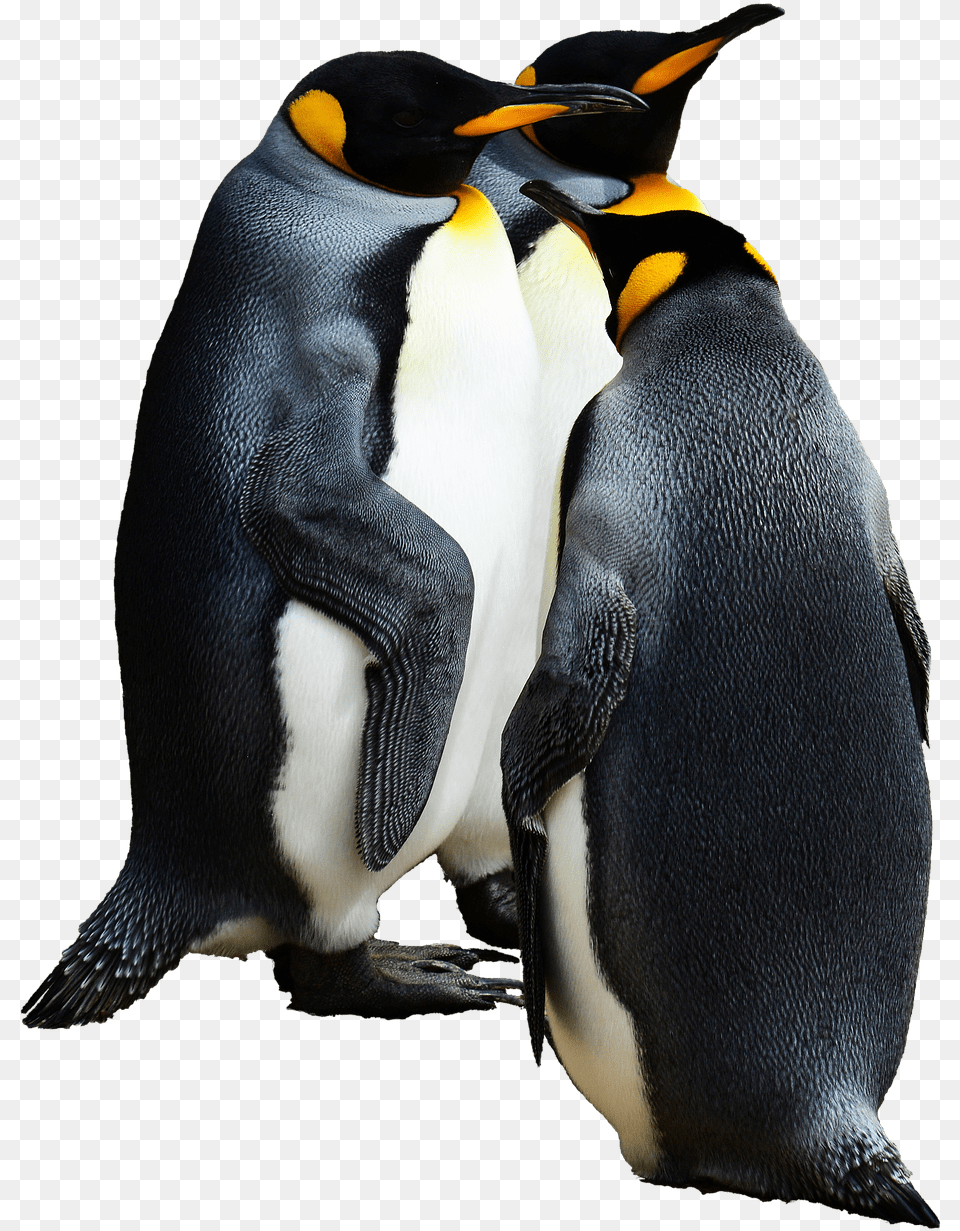 Penguins Group Of Emperor Penguin Background, Animal, Bird, King Penguin Free Transparent Png
