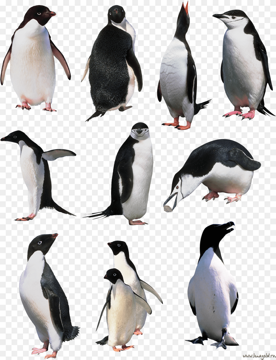 Penguins Image Penguin, Animal, Bird, Beak Free Transparent Png