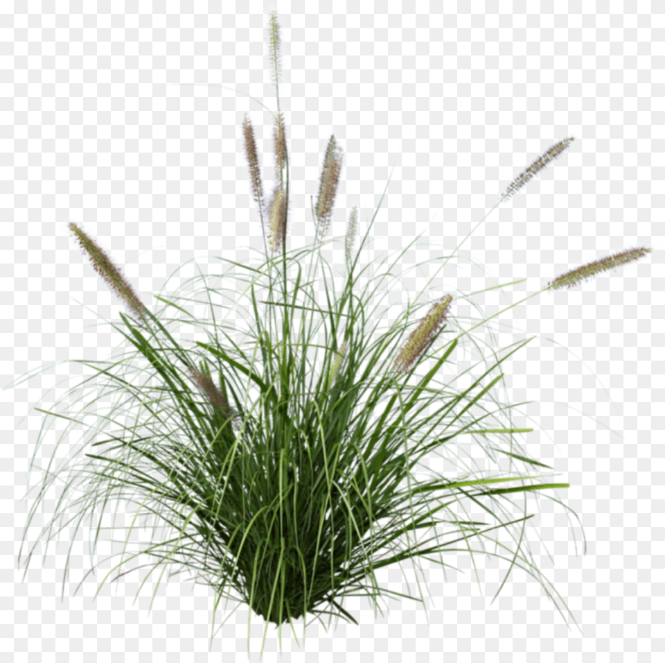 Pennisetum Grass, Plant, Flower, Vegetation, Reed Free Transparent Png