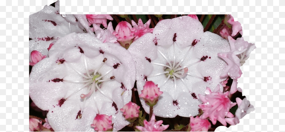 Pennsylvania Gerbera, Petal, Flower, Geranium, Plant Png