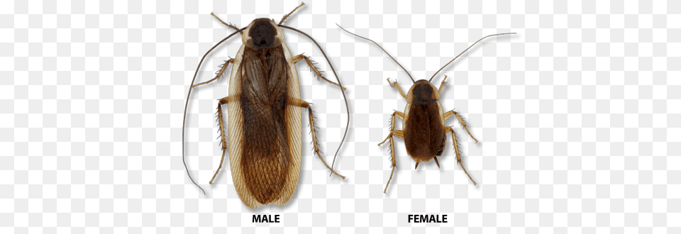 Pennsylvania Wood Cockroach Wood Cockroach Male Female, Animal, Insect, Invertebrate Free Png Download