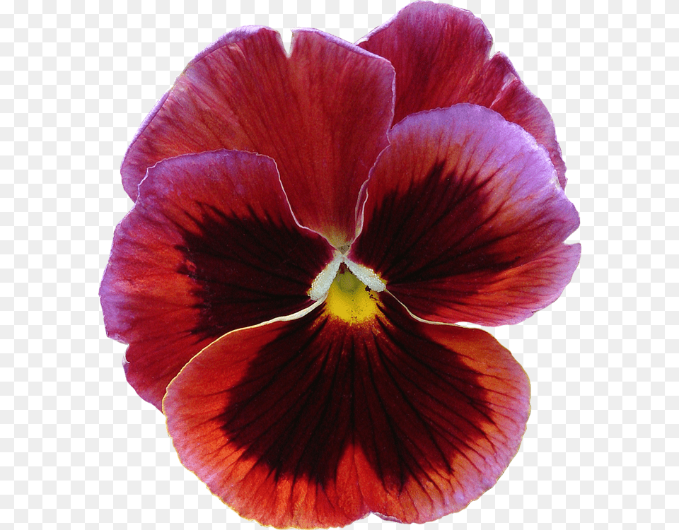Pensee Photo, Flower, Plant, Pansy Free Png Download