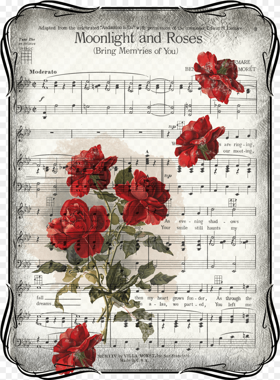 Pentagrama Musical, Flower, Plant, Rose, Petal Free Png